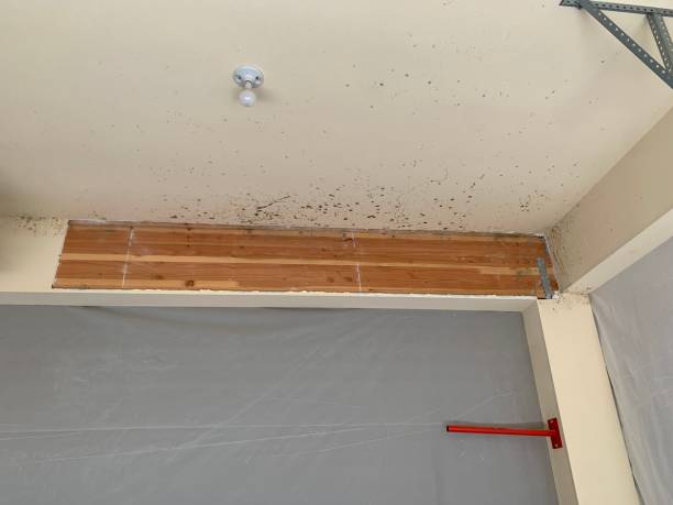 Mold Odor Removal Services in Rainbow City, AL