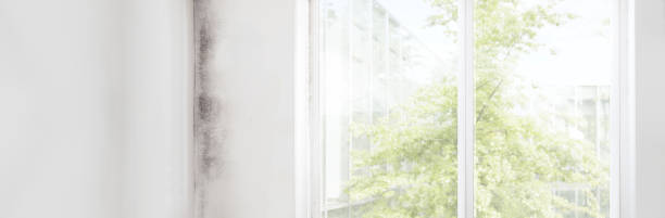 Best Mold Odor Removal Services  in Rainbow City, AL